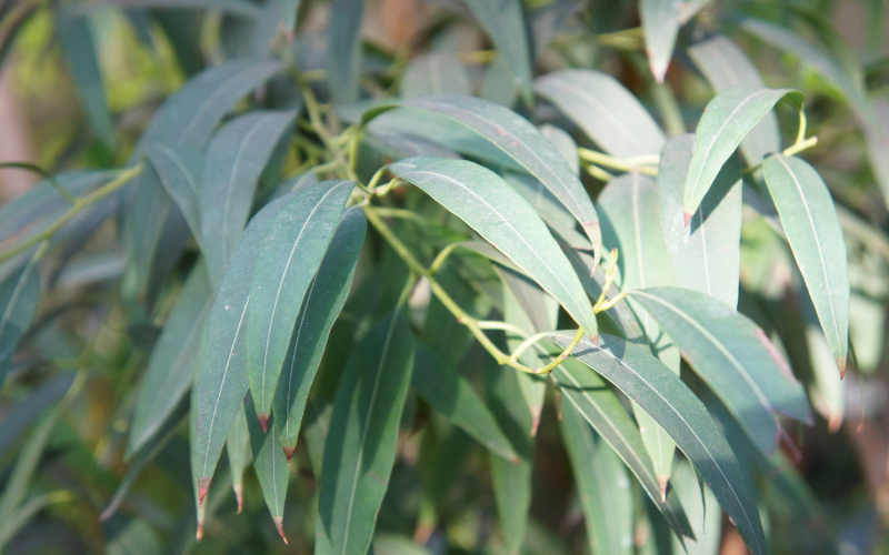 ユーカリ・ラディアタ　Eucalyptus radiata ssp. radiata