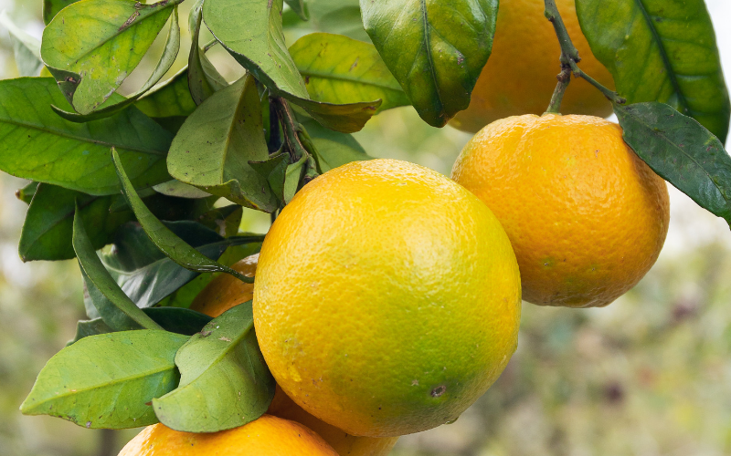 オレンジ・スィート　Citrus sinensis