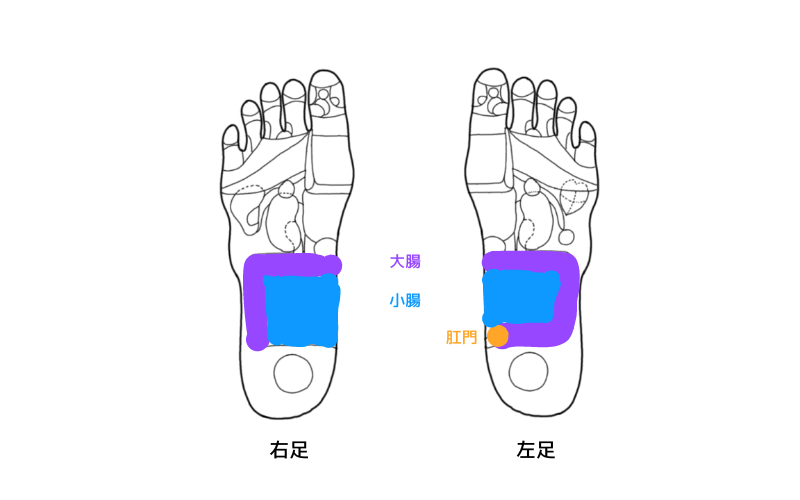 反射区　大腸　小腸