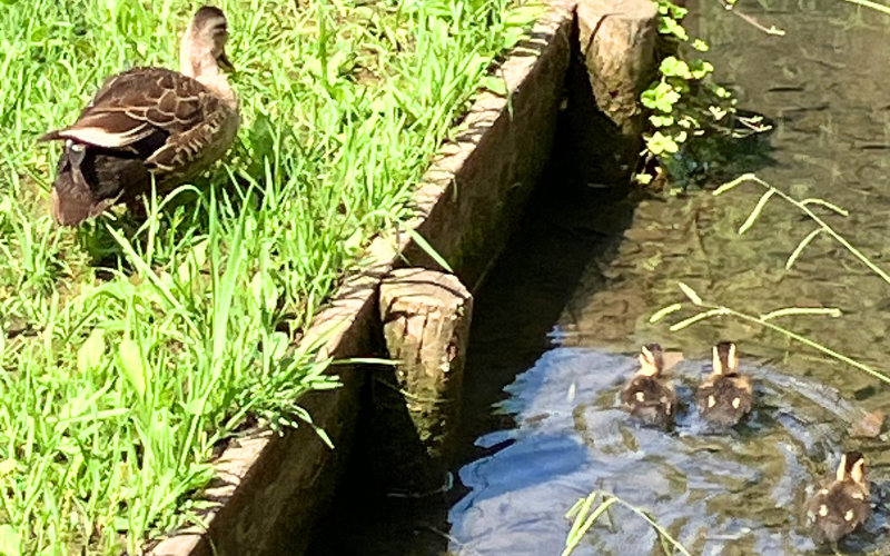 カルガモ親子　しょうぶ沼公園