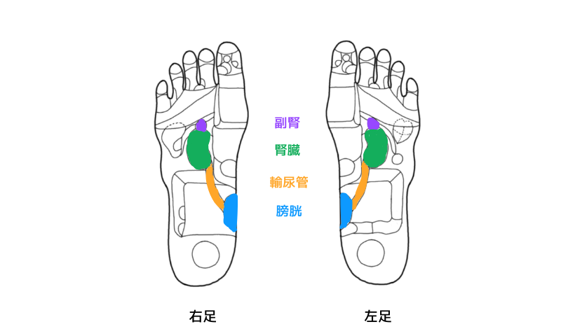 反射区　アレルギー症状