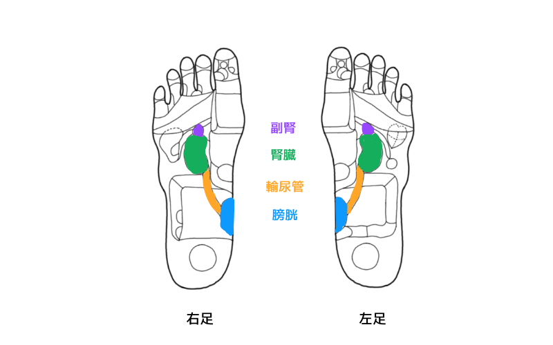 反射区　アレルギー症状