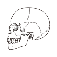 頭蓋骨　側頭部