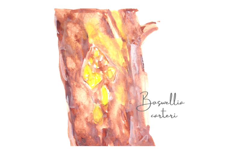 フランキンセンス　Boswellia carterii