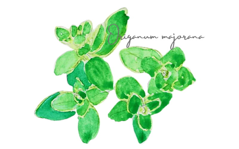 マジョラム　Origanum majorana