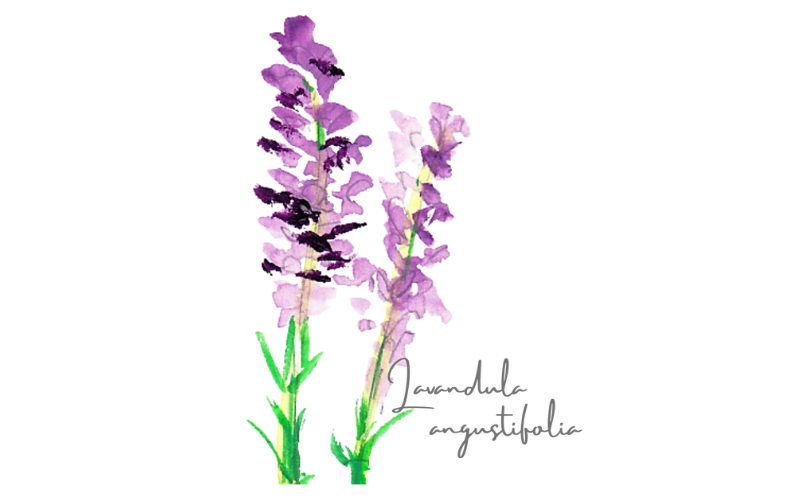 ラベンダー・アングスティフォリア　真正ラベンダー　Lavandula angustifolia ssp. angustifolia