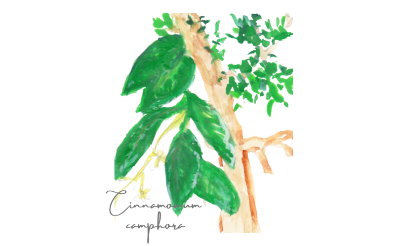 ラヴィンツァラ　Cinnamomum camphora CT