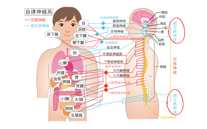 自律神経系