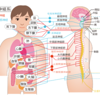 自律神経系