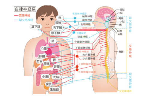 自律神経系