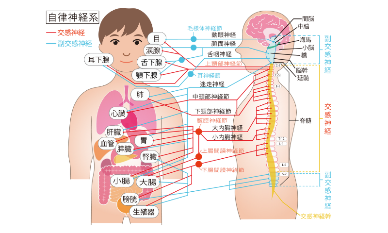 自律神経系