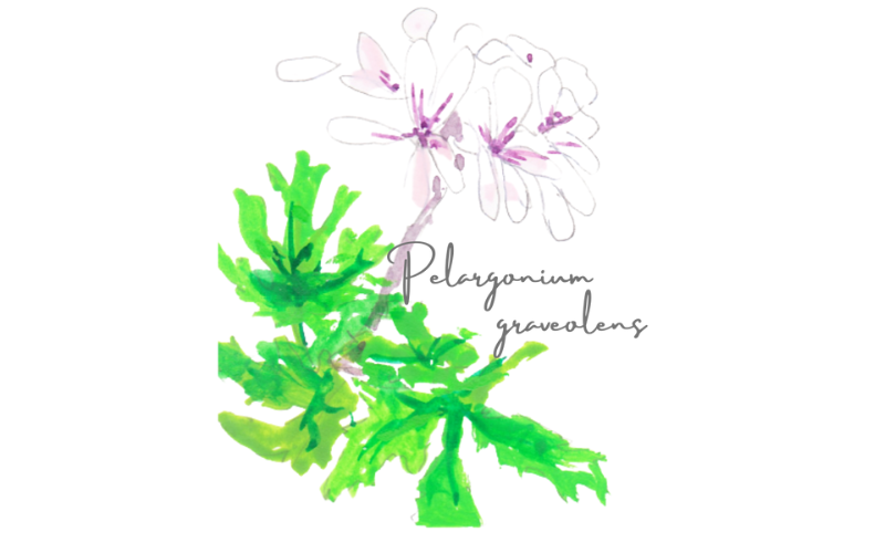 ゼラニウム・エジプト（ローズゼラニウム）　Pelargonium graveolens