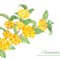 金木犀　Osmanthus