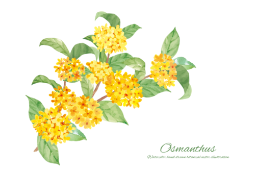 金木犀　Osmanthus