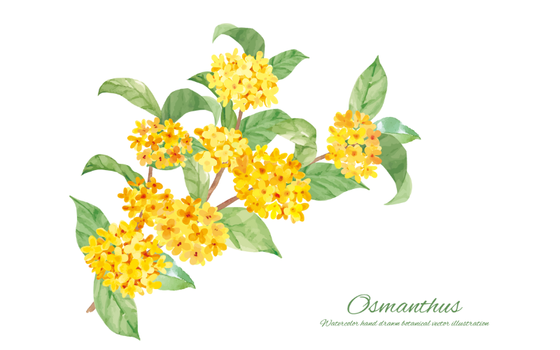 金木犀　Osmanthus