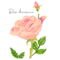 ローズ　Rosa damascena