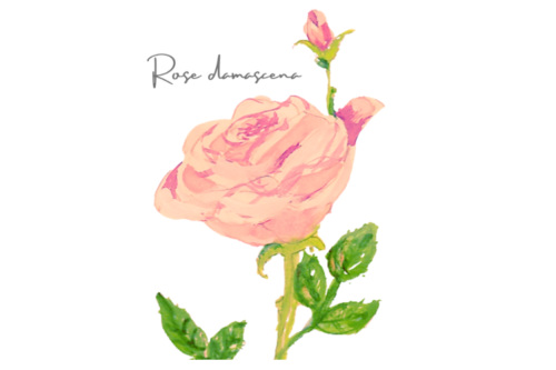 ローズ　Rosa damascena