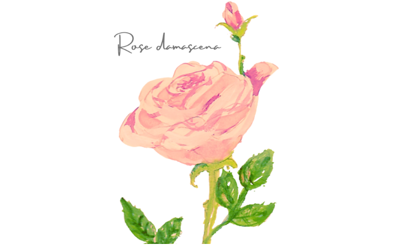 ローズ　Rosa damascena