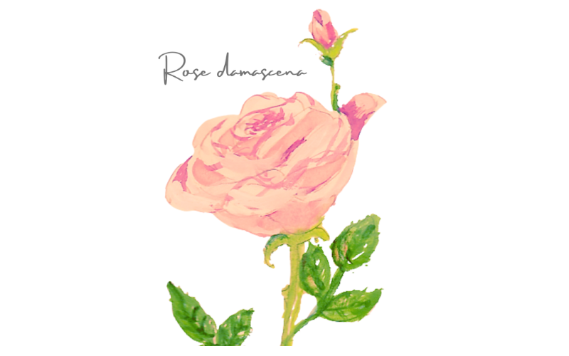 ローズ　Rosa damascena