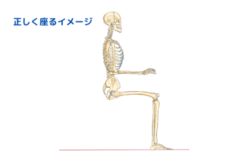 正しい座り方　骸骨