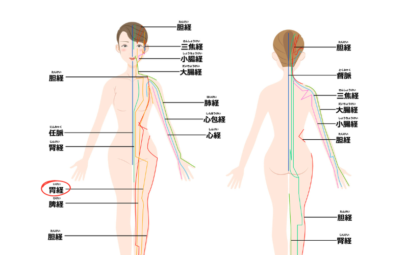 胃　経絡