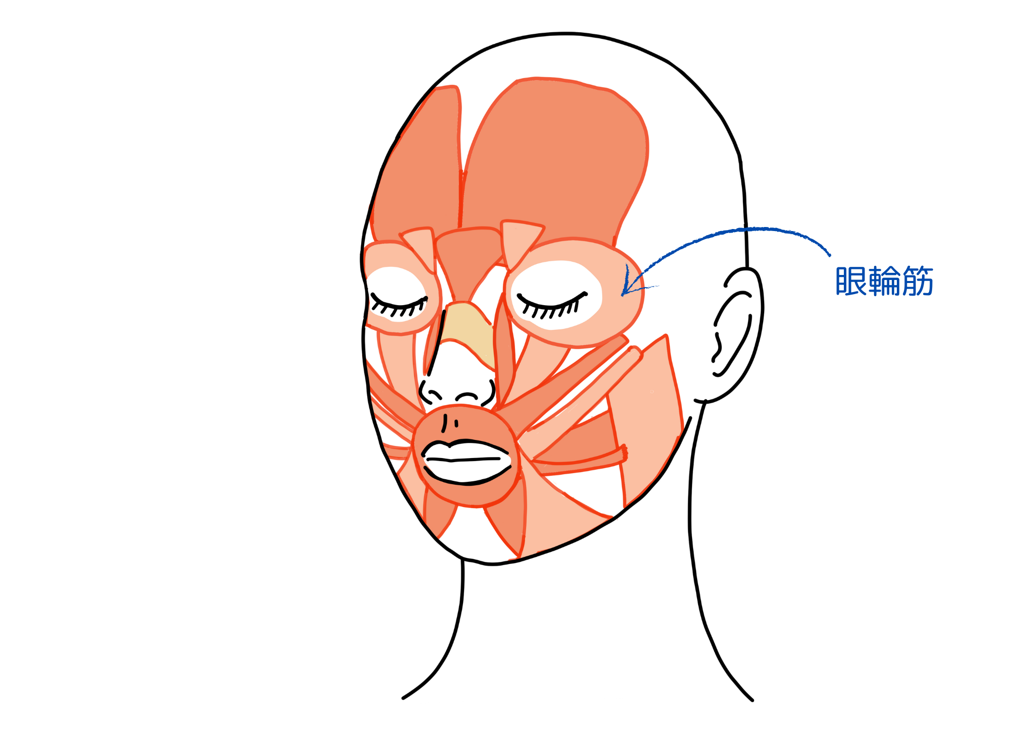 表情筋　眼輪筋