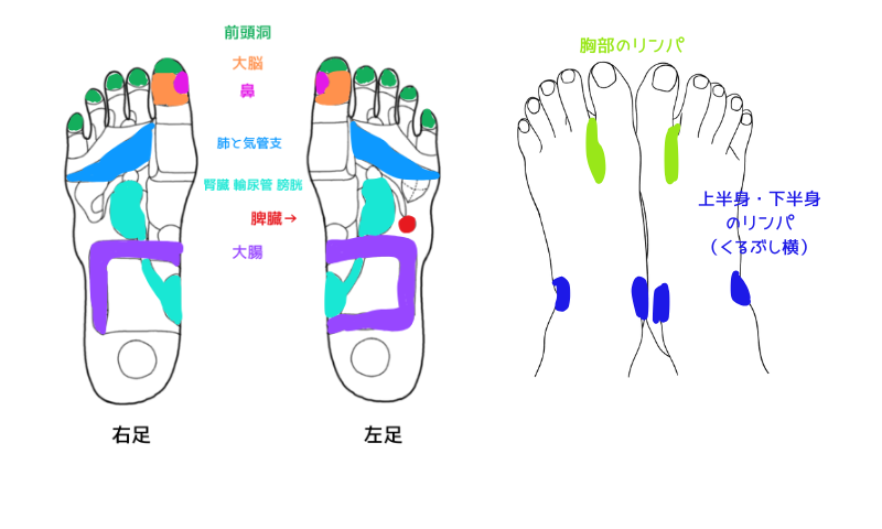 反射区　冷えの風邪に