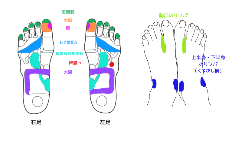 反射区　冷えの風邪に