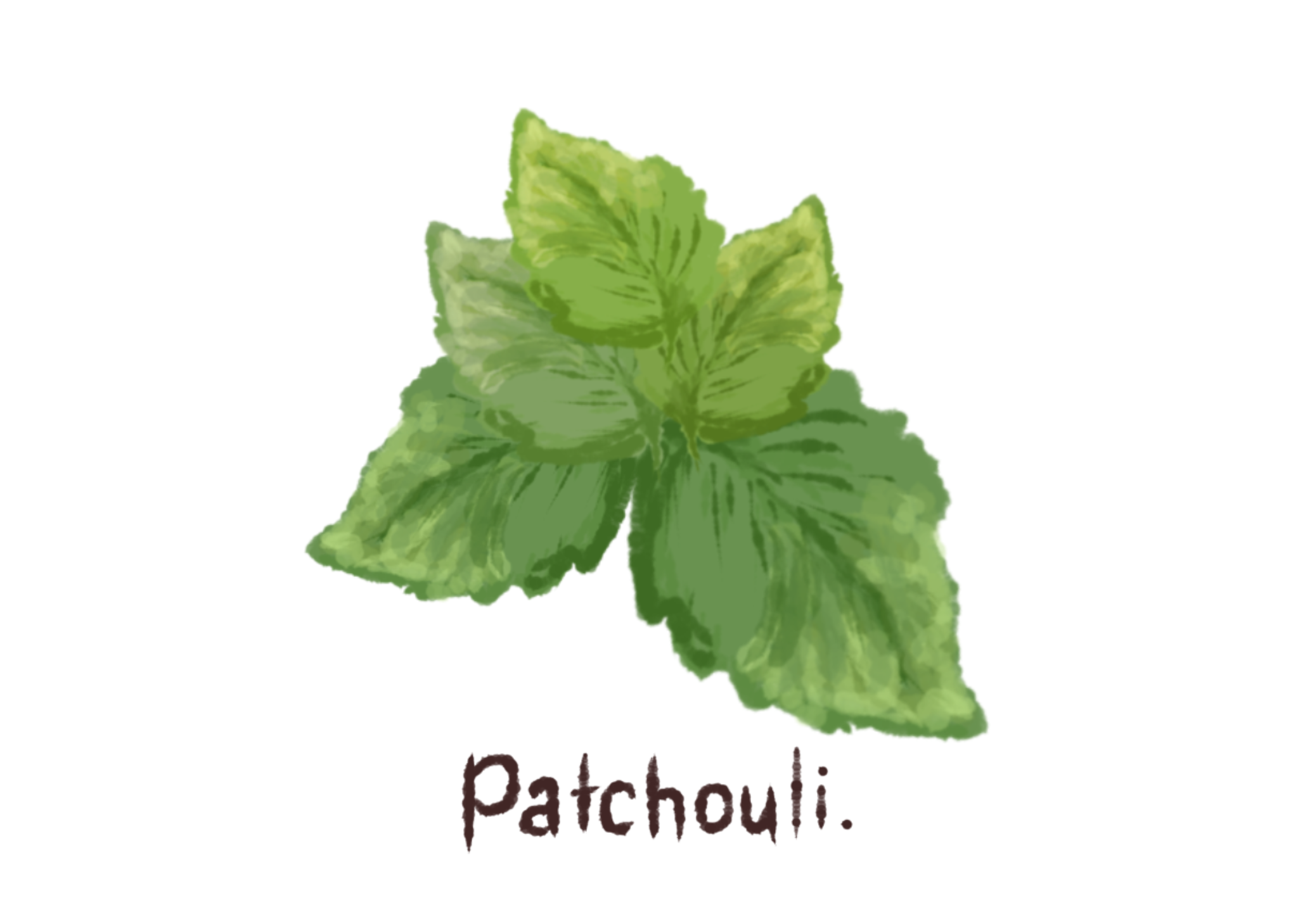 パチュリー　Patchouli