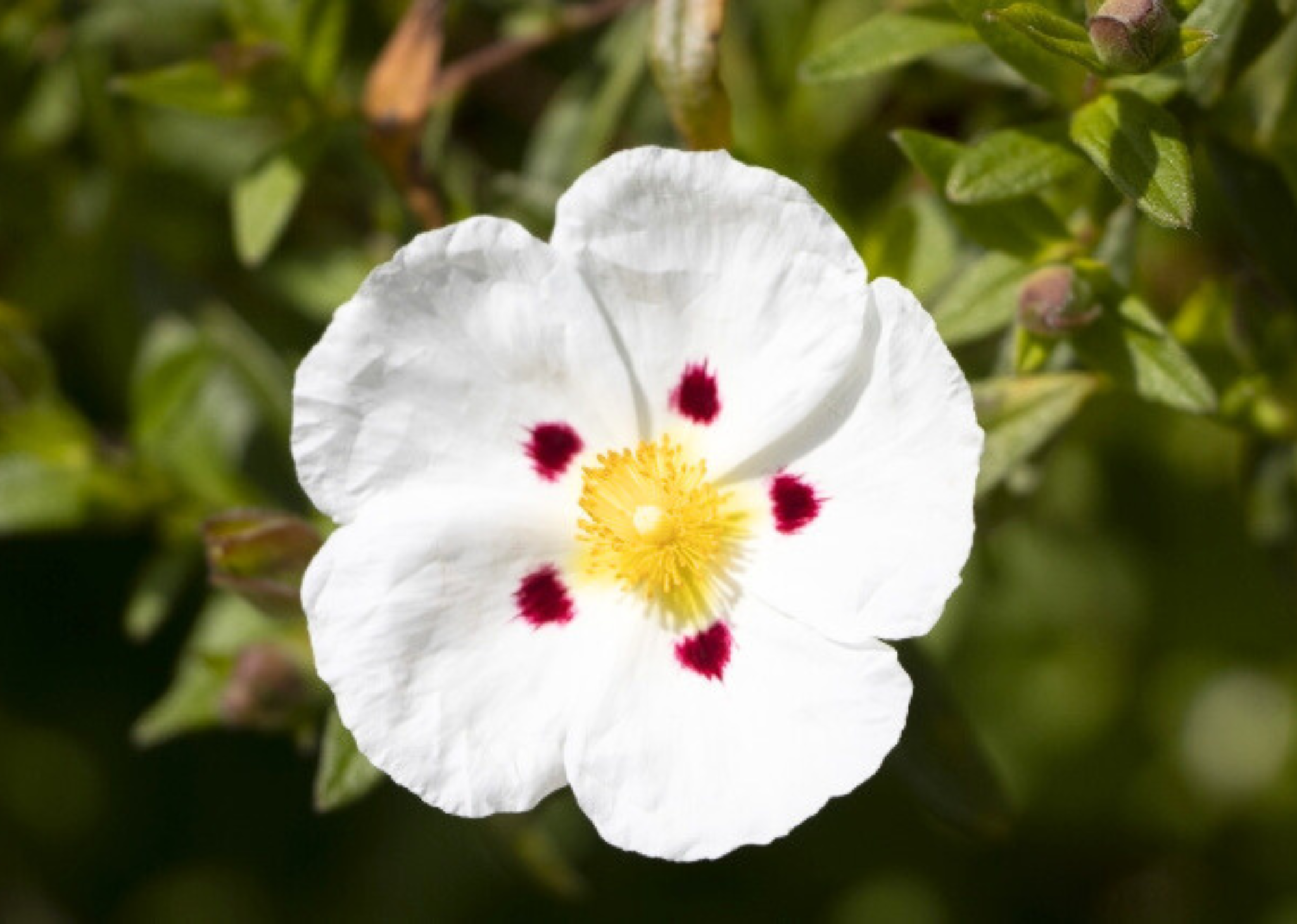 ロックローズ　Cistus ladaniferus