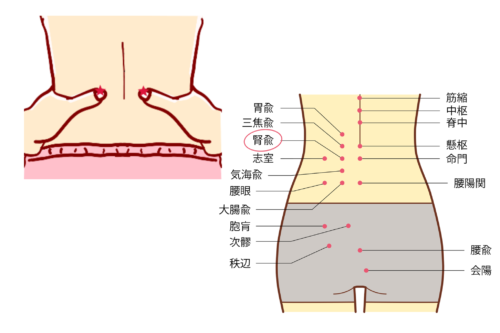 腎愈　じんゆ